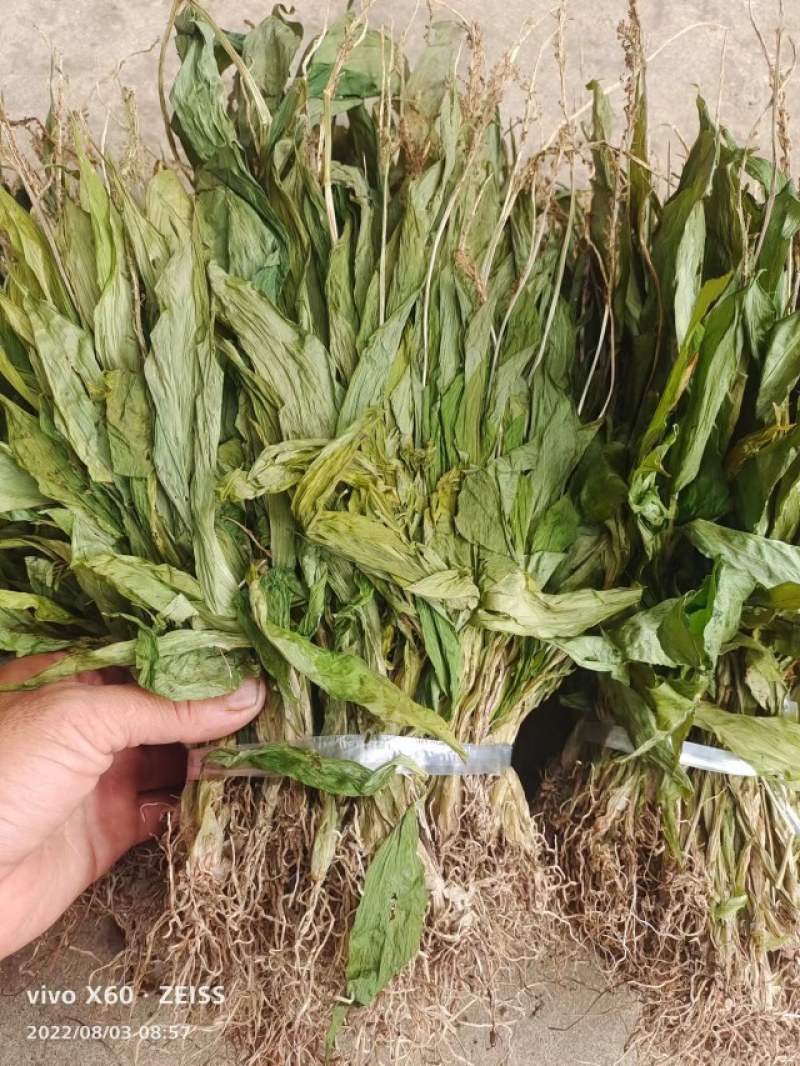 见血清欢迎各位老总联系，量大价美丽，发全国