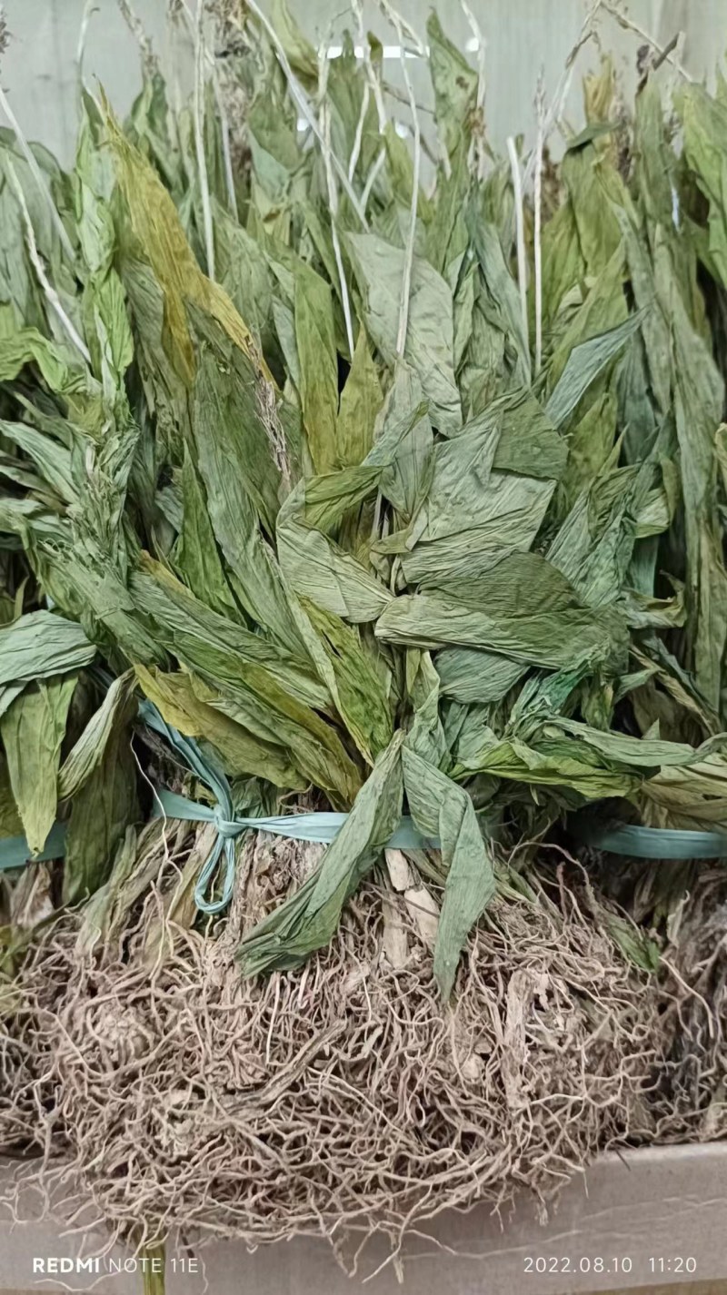 见血清欢迎各位老总联系，量大价美丽，发全国
