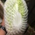 精品大白菜铁头。