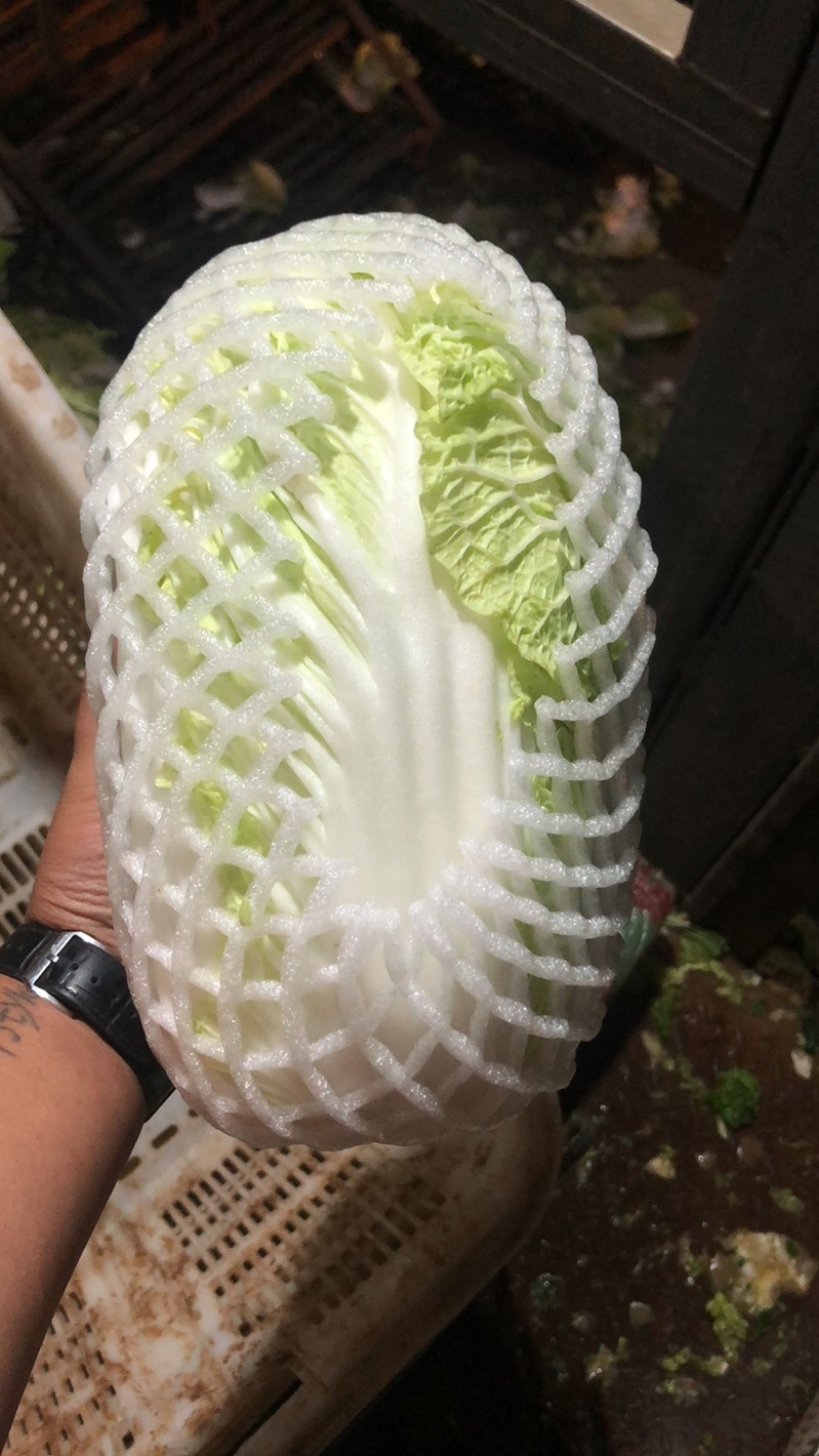 精品大白菜铁头。