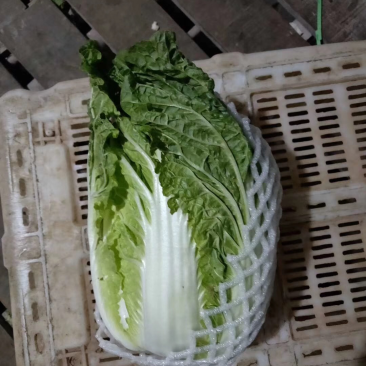 精品大白菜铁头。