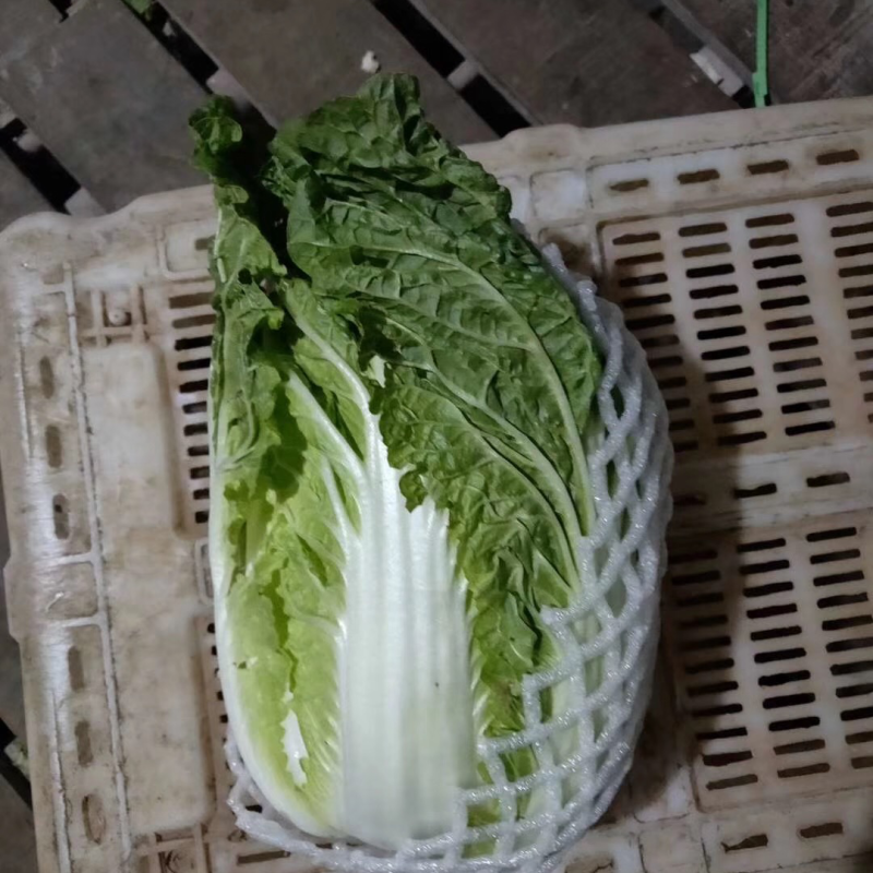 精品大白菜铁头。