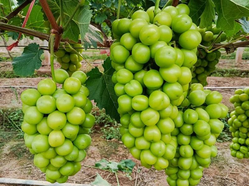 阳光玫瑰山东精品葡萄产地直供全国代发保质保量