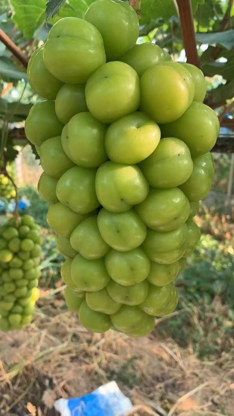 阳光玫瑰山东精品葡萄产地直供全国代发保质保量