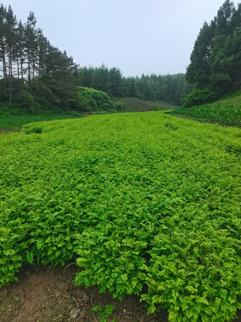 辽宁省紫穗槐自家苗圃值得信赖支持线上交易资金安全有保证