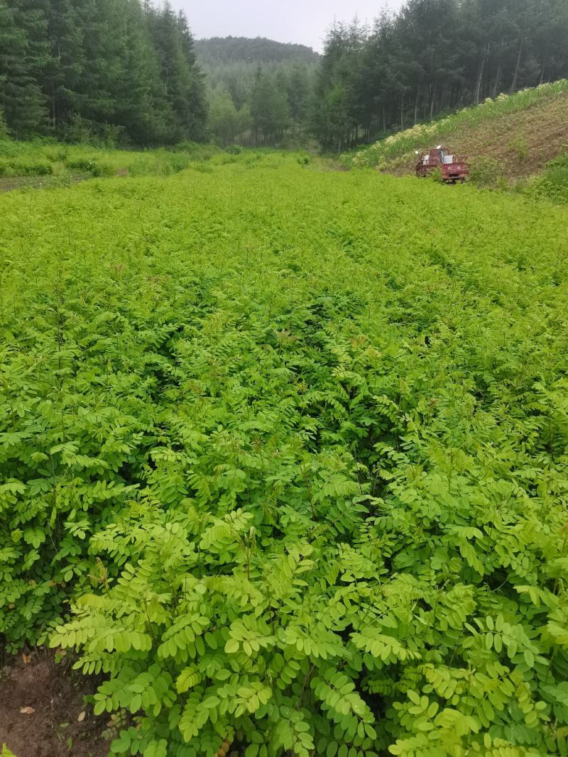 辽宁省紫穗槐自家苗圃值得信赖支持线上交易资金安全有保证