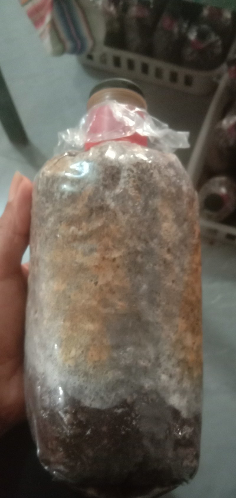 出售羊肚菌菌种