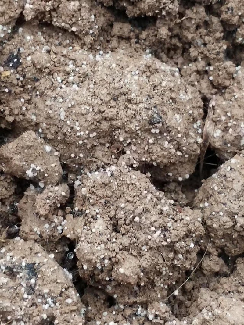 出售羊肚菌菌种