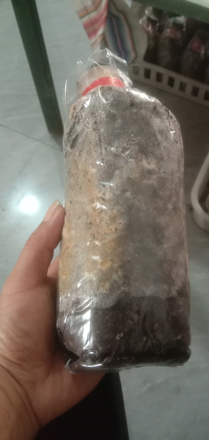 出售羊肚菌菌种