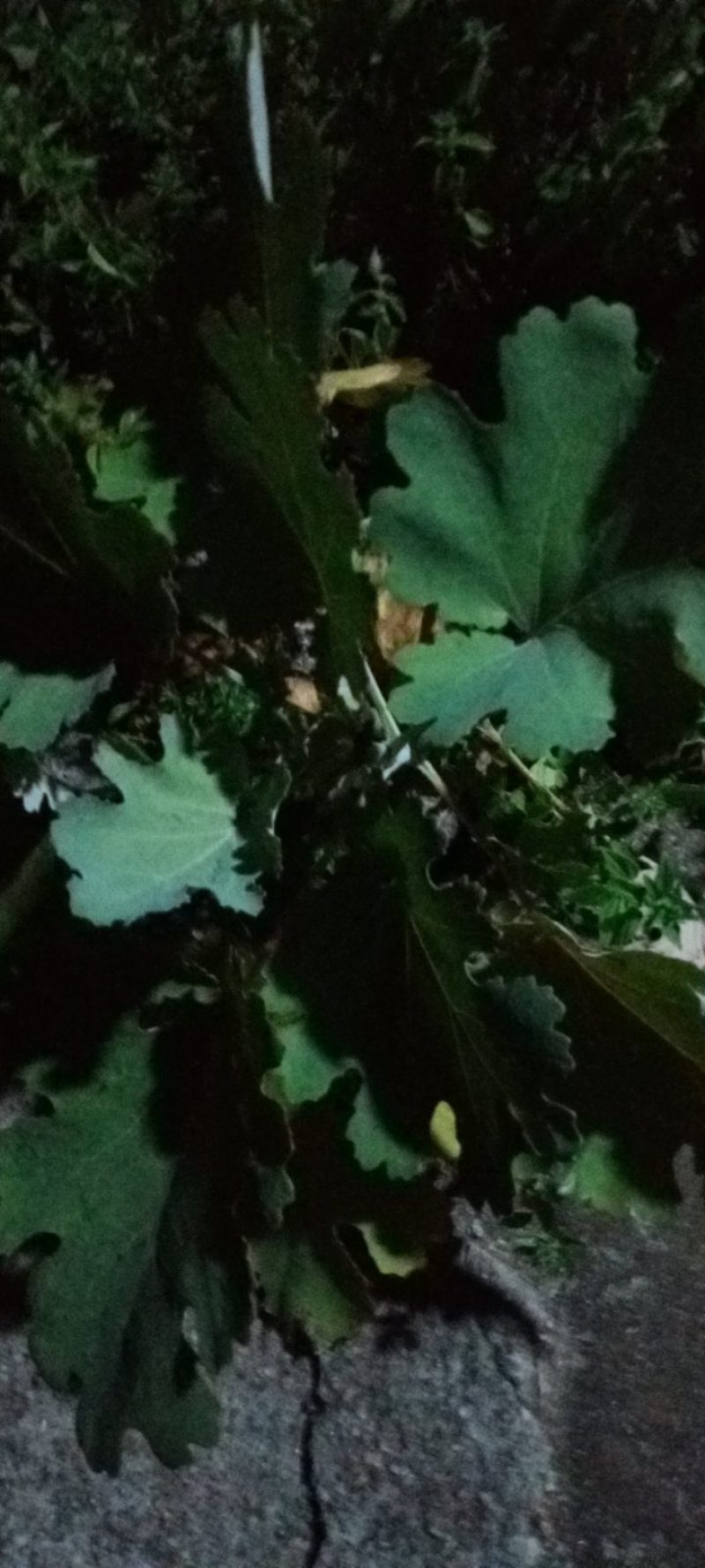 湖北省每年新博落回净种子发芽力强欢迎你的选购