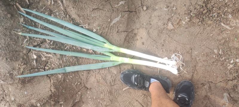 【精品】山西忻州大钢葱一手货源各种规格都有量大从优