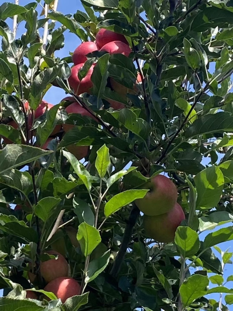 噶啦苹果大量上市中有需要的老板可以联系我哈