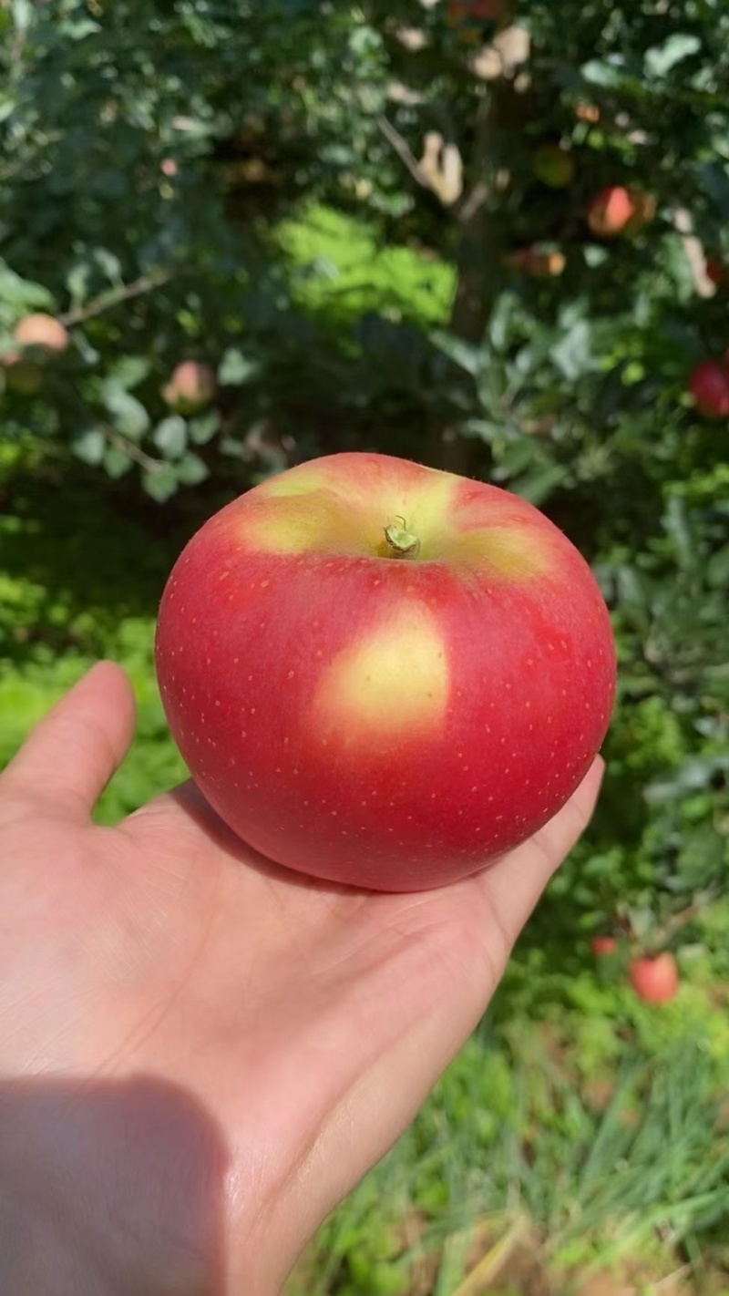 噶啦苹果大量上市中有需要的老板可以联系我哈