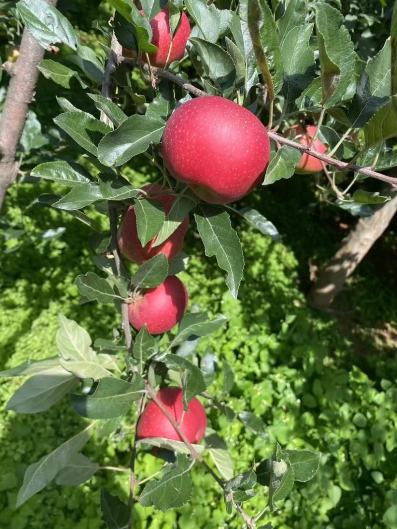 噶啦苹果大量上市中有需要的老板可以联系我哈