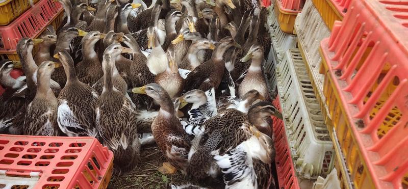 江西麻鸭，正宗散养麻鸭，一手货源，量大从优，全国发货