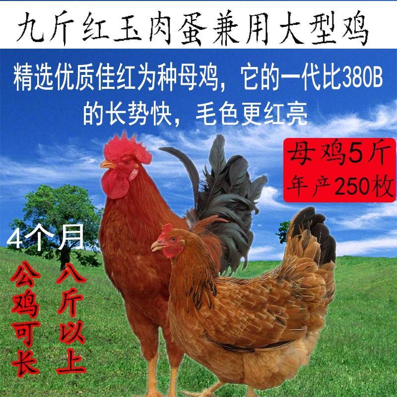 九斤红种蛋可孵化红玉小鸡大型土鸡受精蛋九斤黄肉鸡