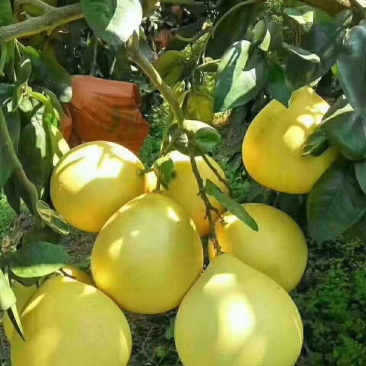 梅州蜜柚