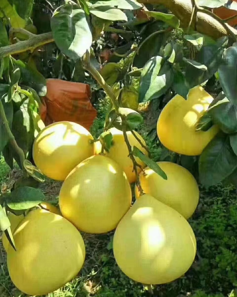 梅州蜜柚