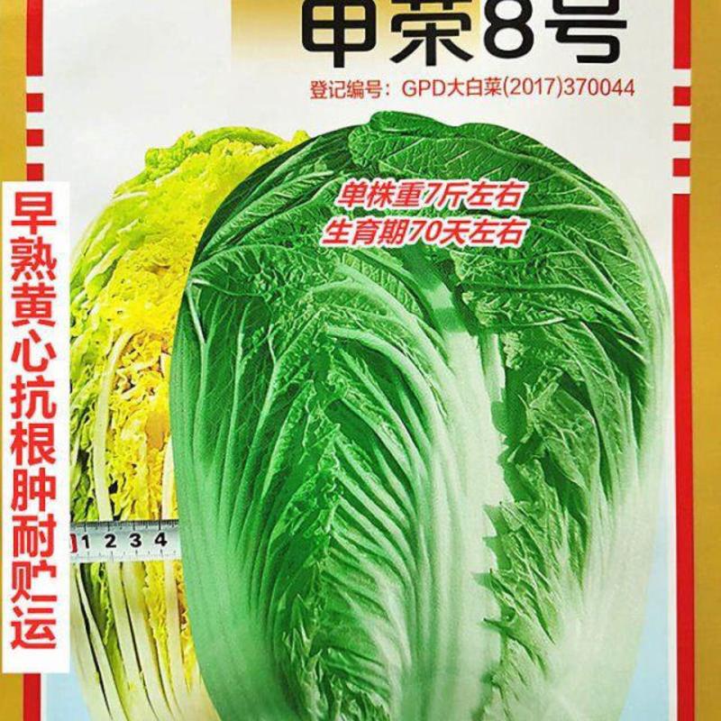 青岛申荣8号大白菜种子早熟黄心抗根肿耐贮运农家秋播精选白