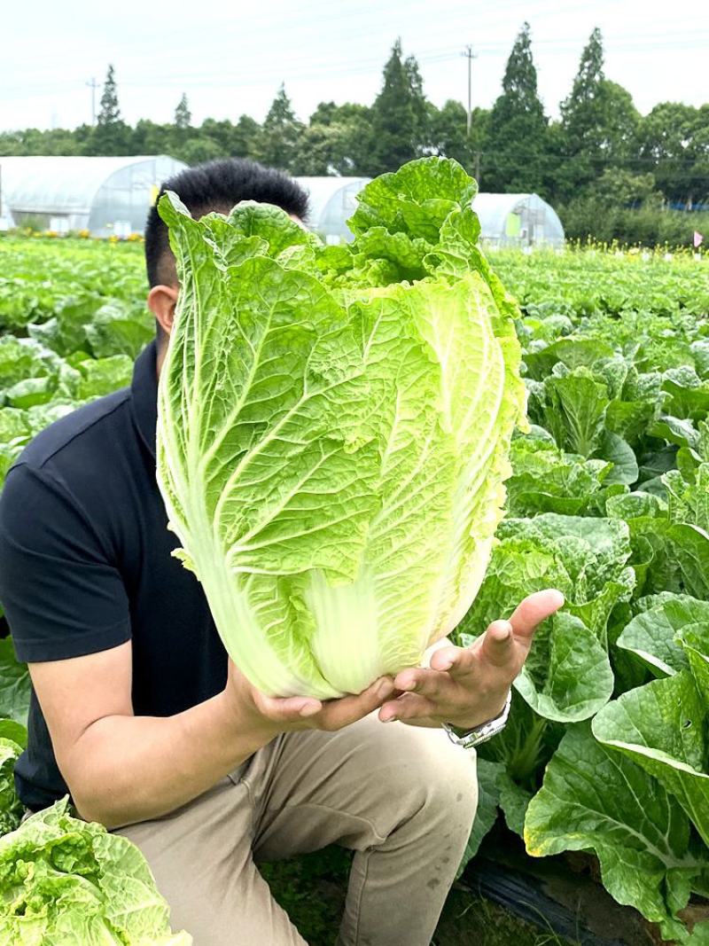 青岛申荣8号大白菜种子早熟黄心抗根肿耐贮运农家秋播精选白