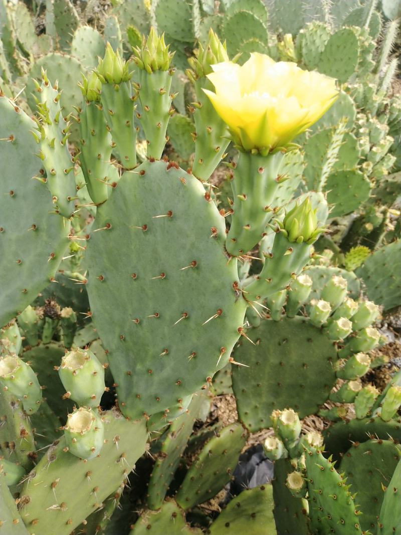 【基地直销】仙人掌果苗非米邦塔结果开花带果发货