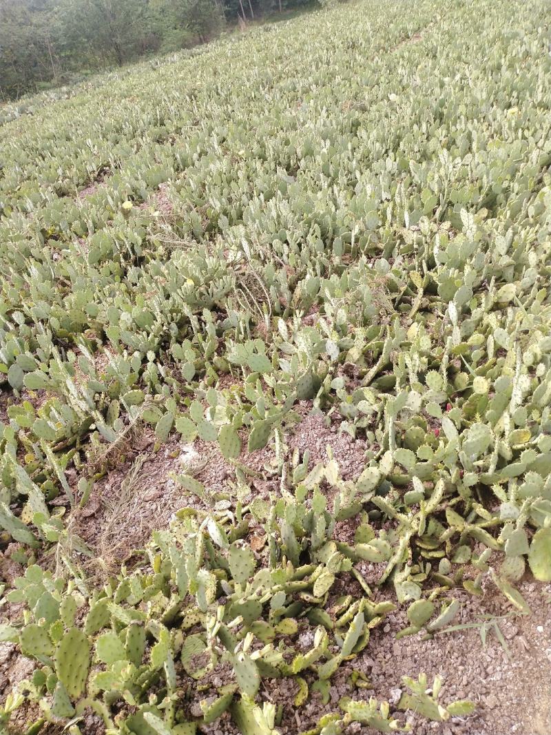 【基地直销】仙人掌果苗非米邦塔结果开花带果发货