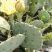 【基地直销】仙人掌果苗非米邦塔结果开花带果发货