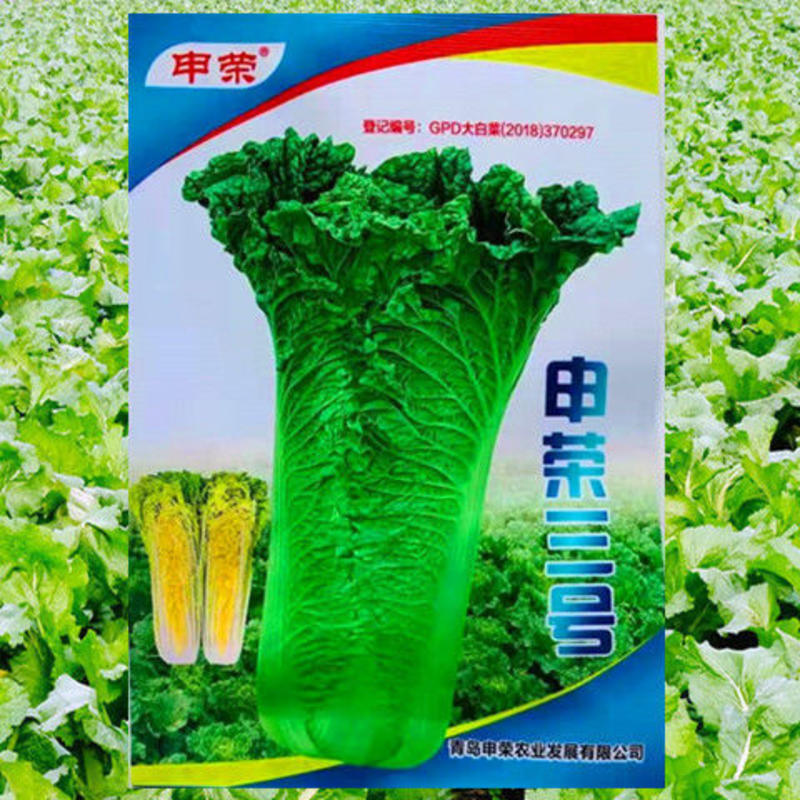 申荣三号大白菜种子秋季播高产抗病蔬菜种子高桩大青白菜种籽