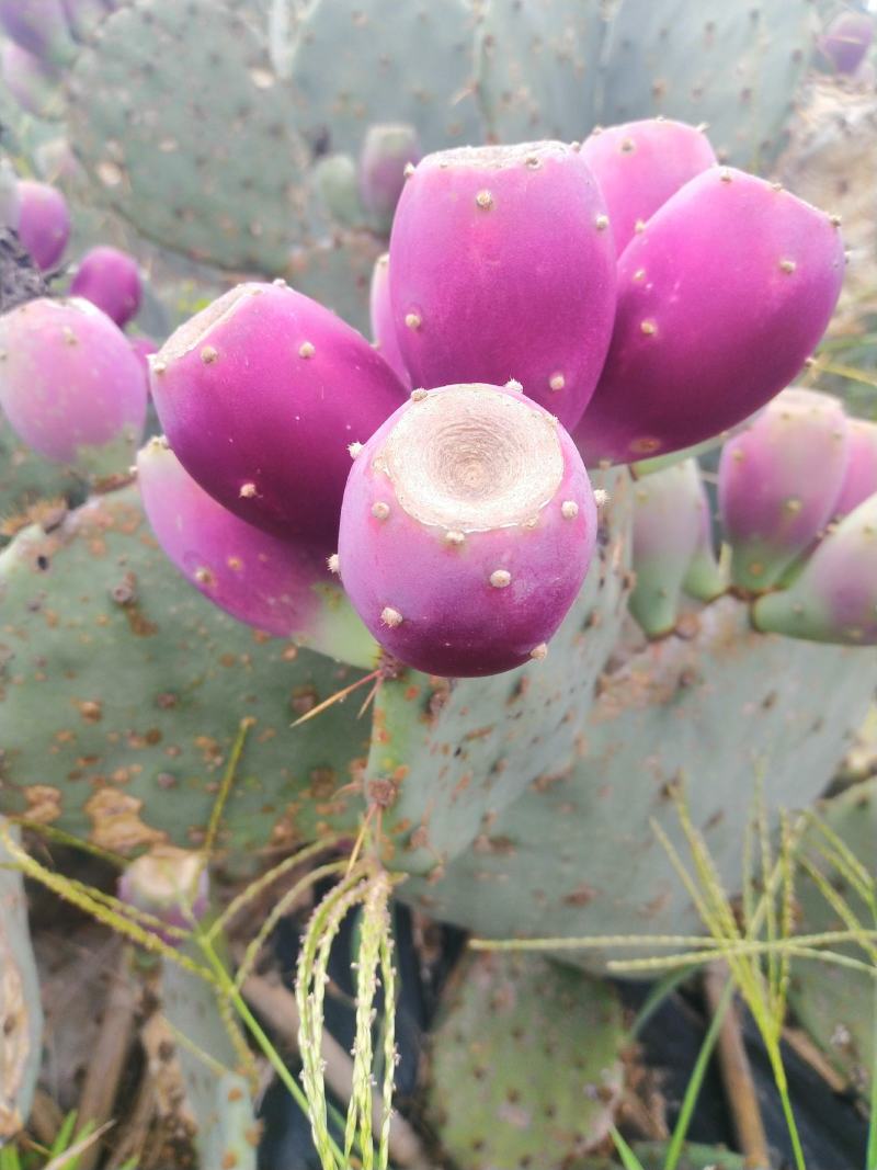 【基地直销】仙人掌果苗非米邦塔结果开花带果发货