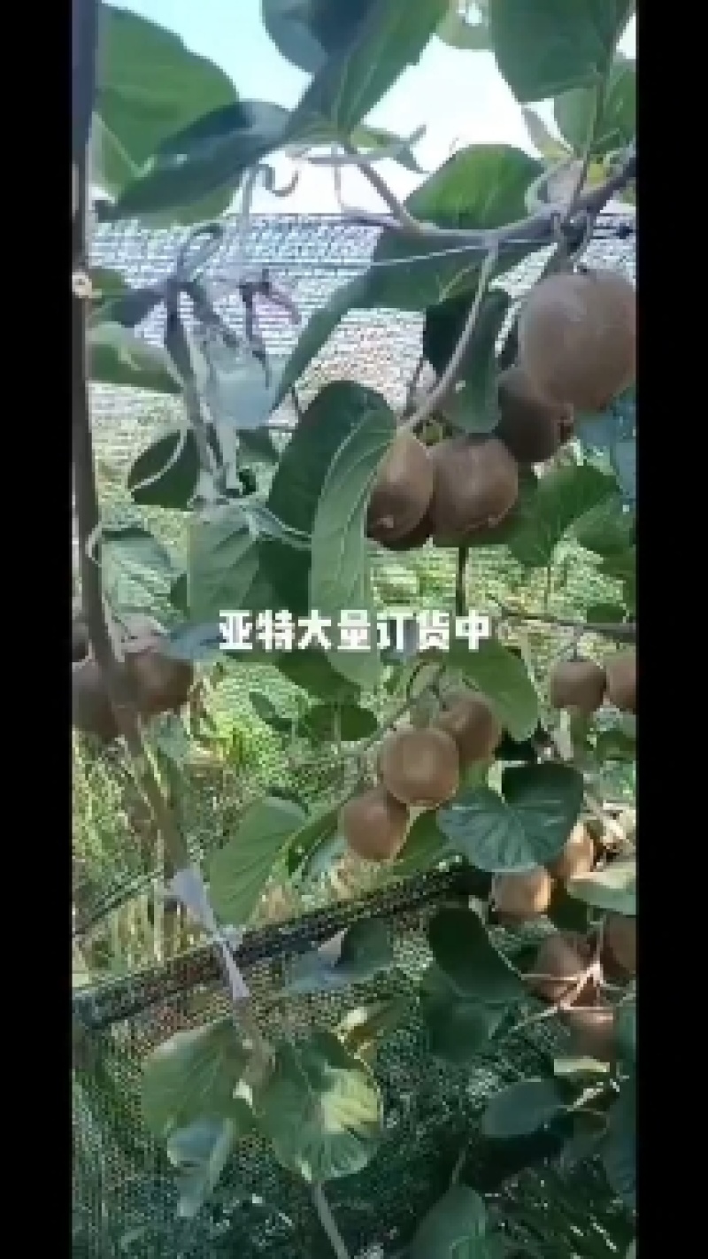 大量出售眉县徐香猕猴桃