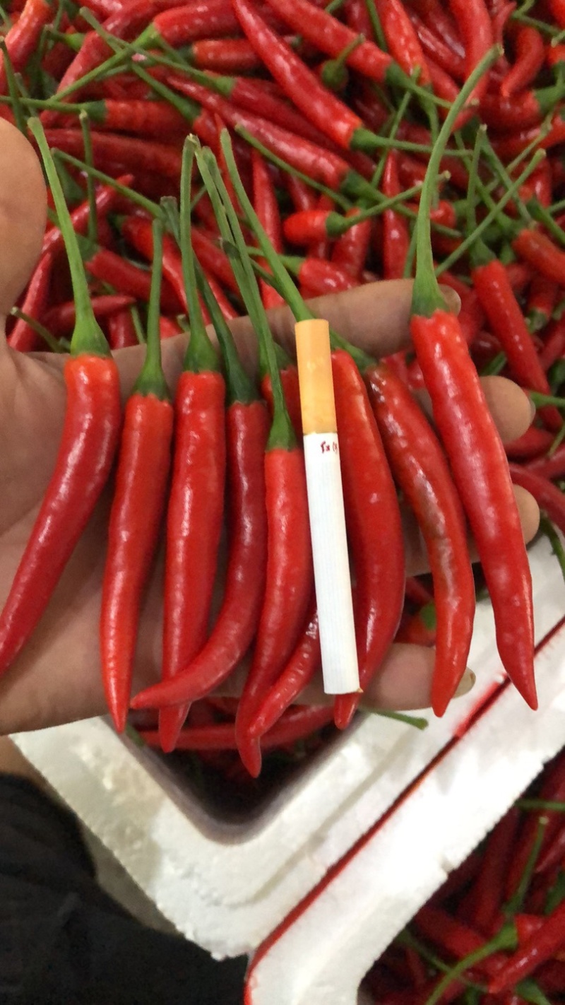 云南文山新鲜小米椒大量上市