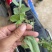 狸尾草