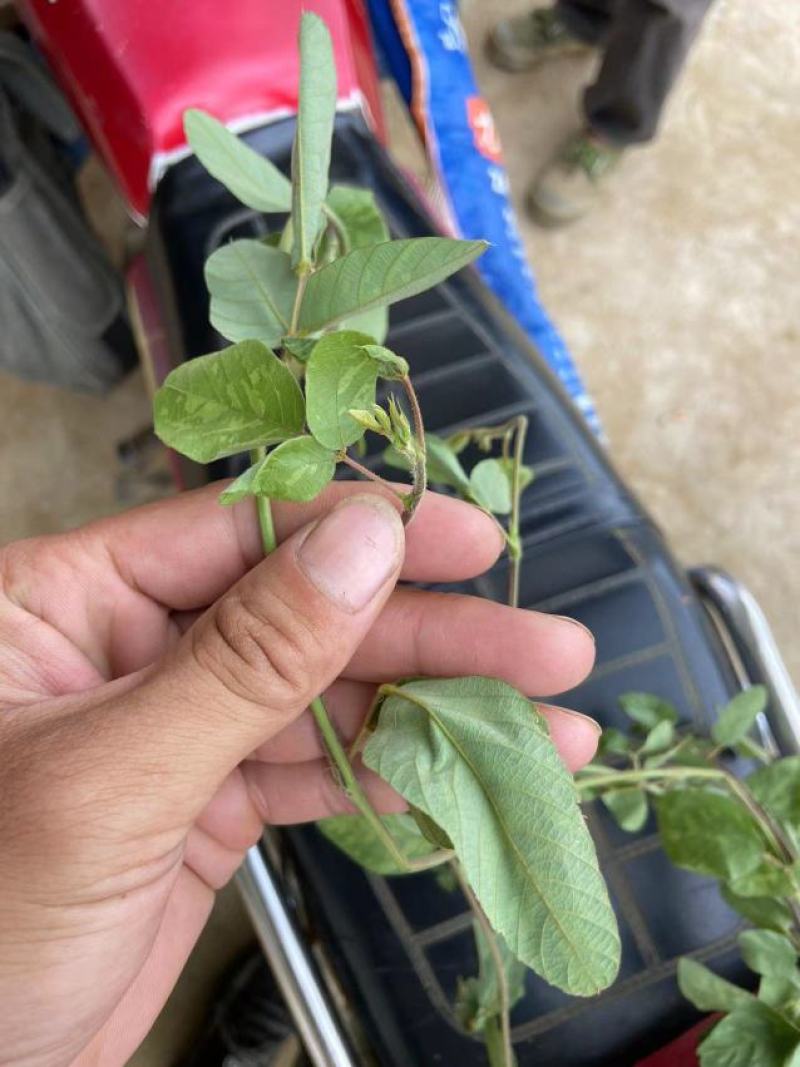 狸尾草