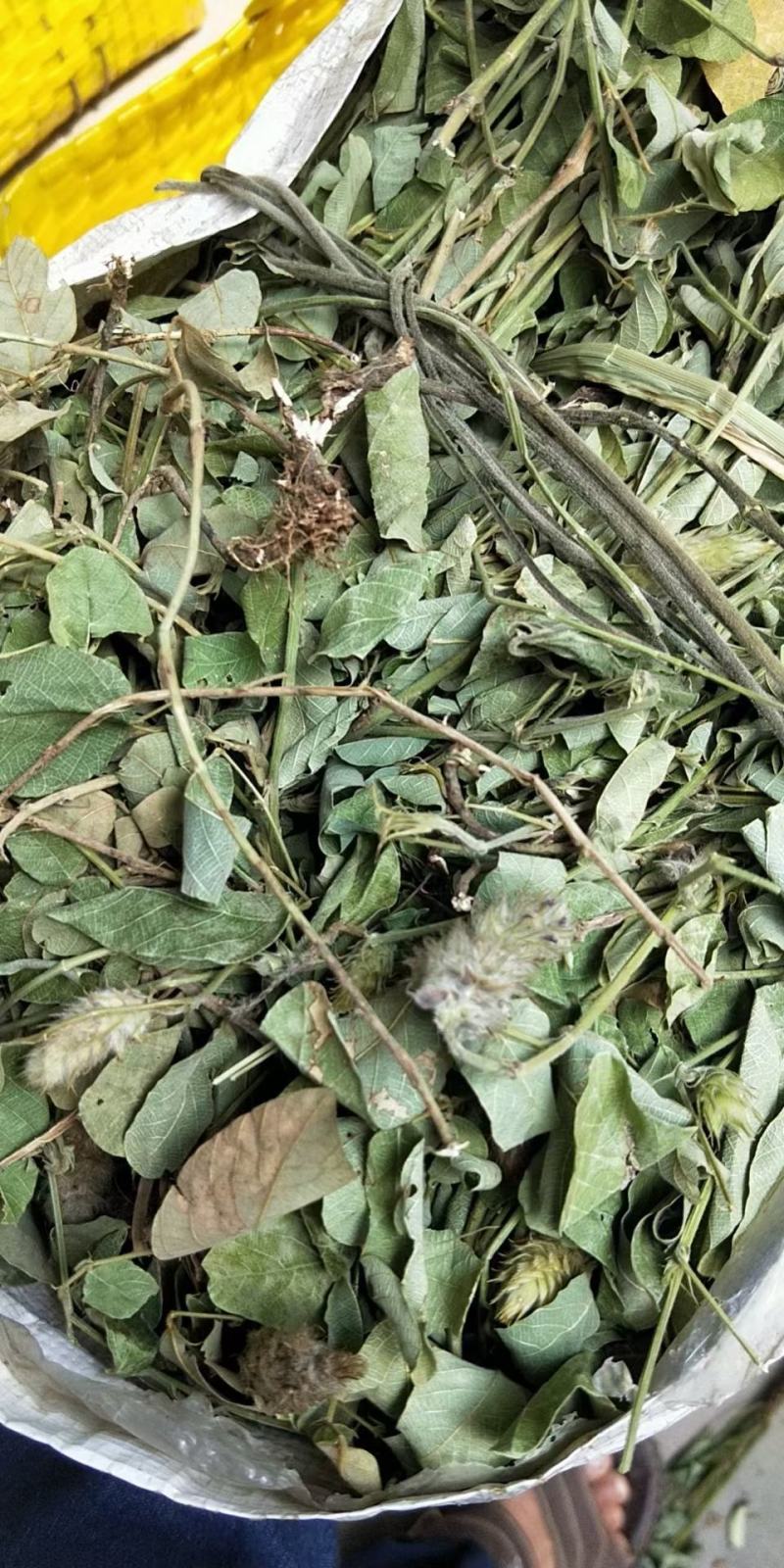 狸尾草