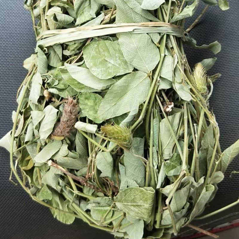 狸尾草