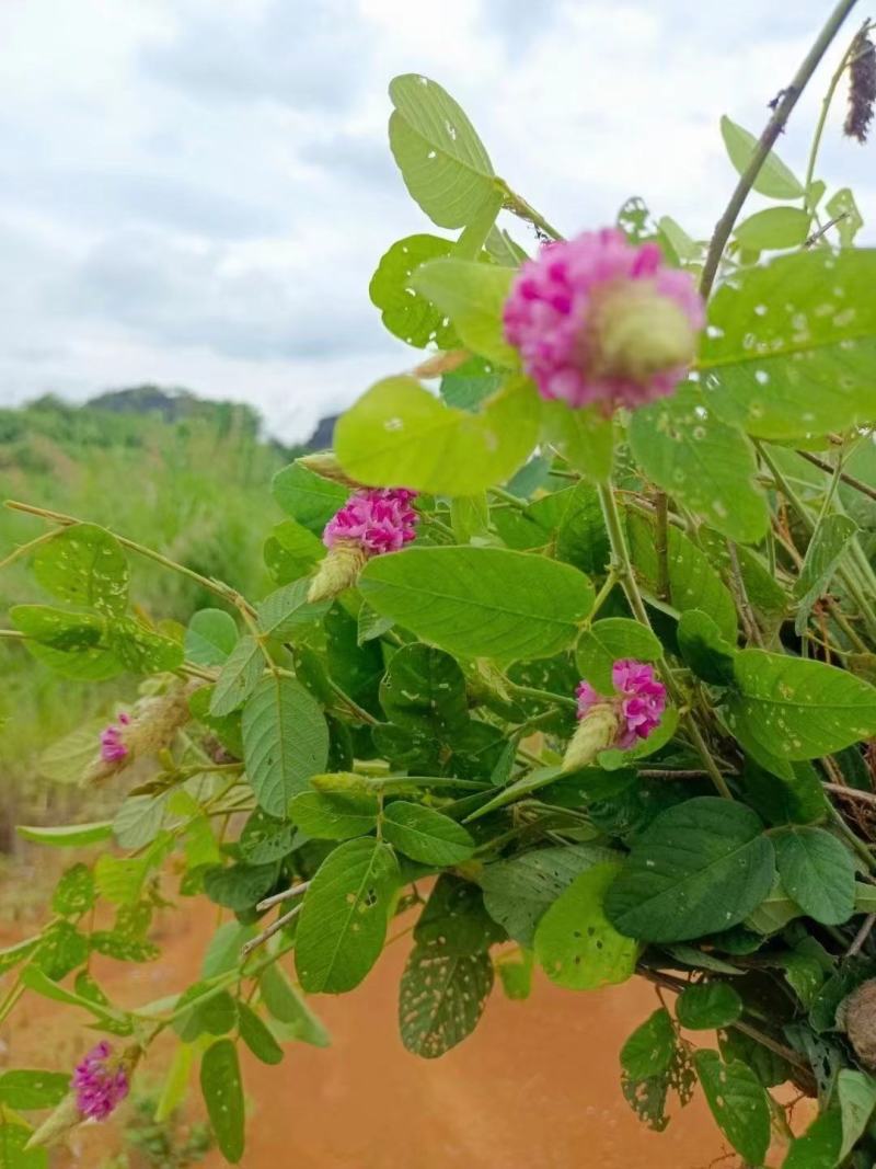 狸尾草