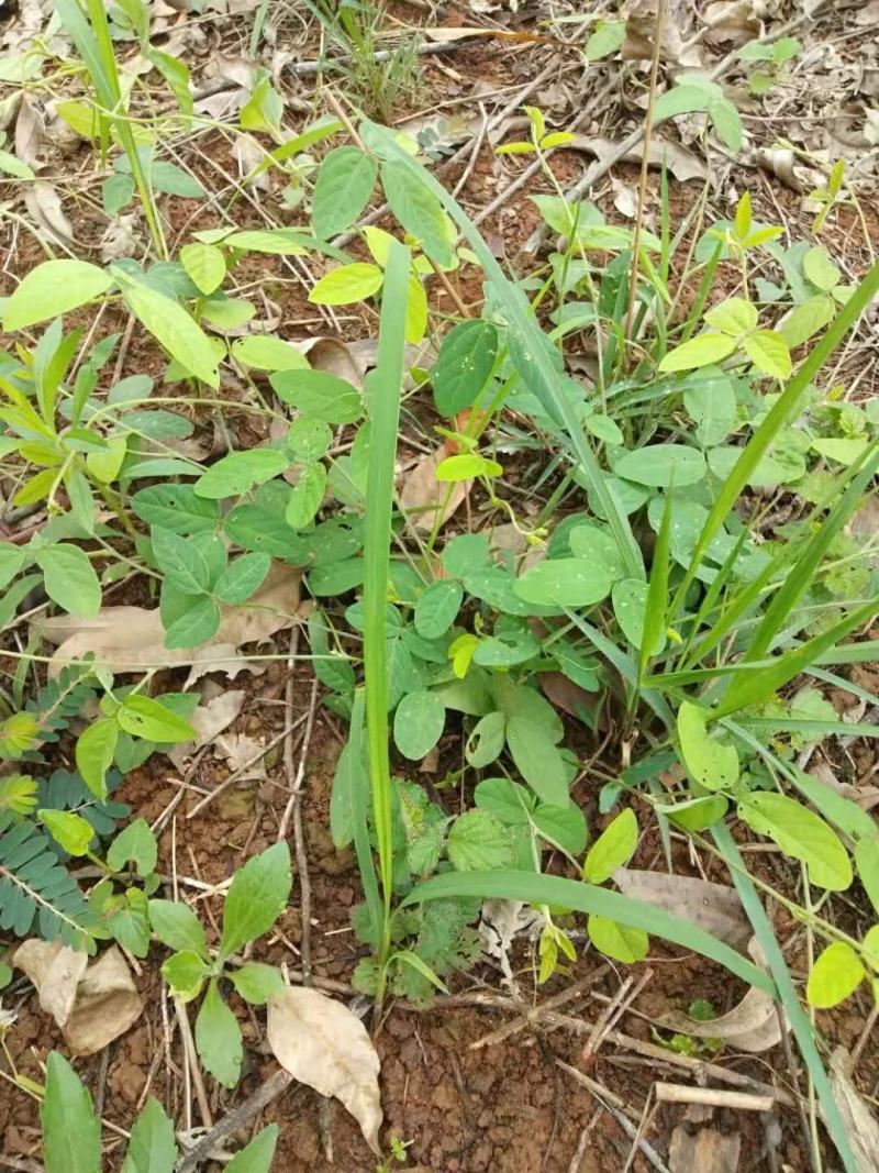 狸尾草
