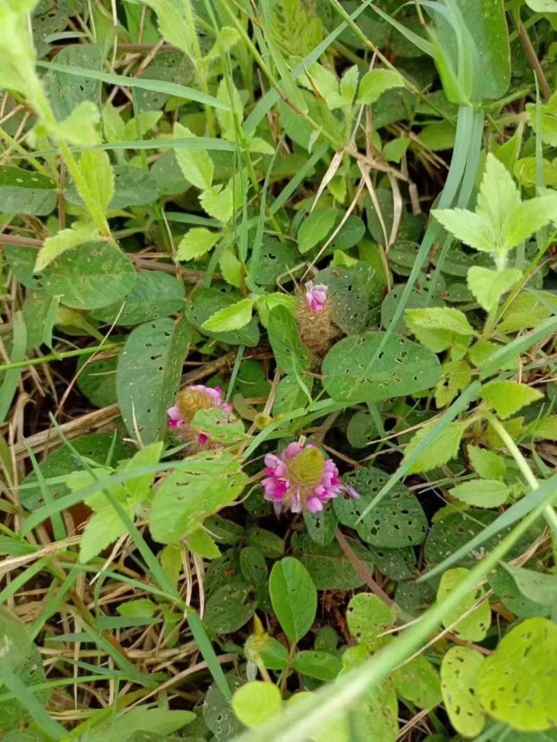 狸尾草