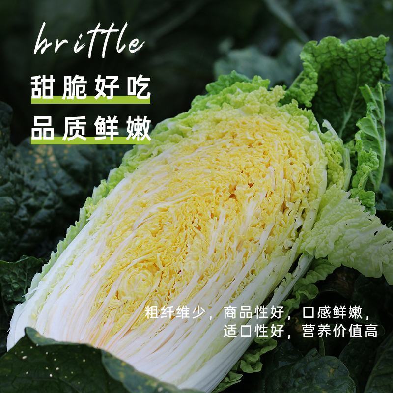 青硕秋黄大白菜种子高产黄心大白菜种籽秋季耐寒高产大田用种