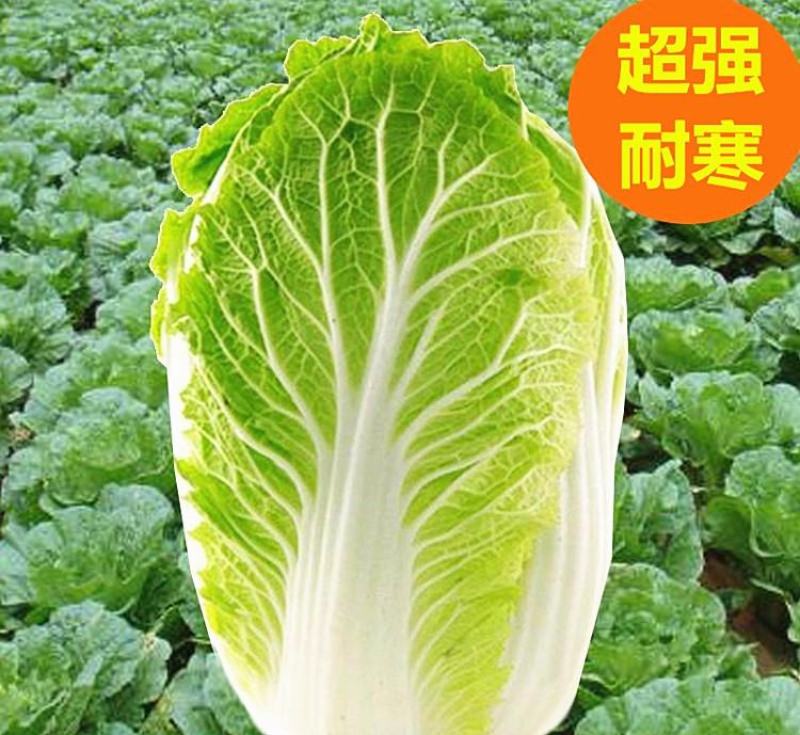 青硕秋黄大白菜种子高产黄心大白菜种籽秋季耐寒高产大田用种