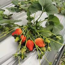 各种草莓苗出售