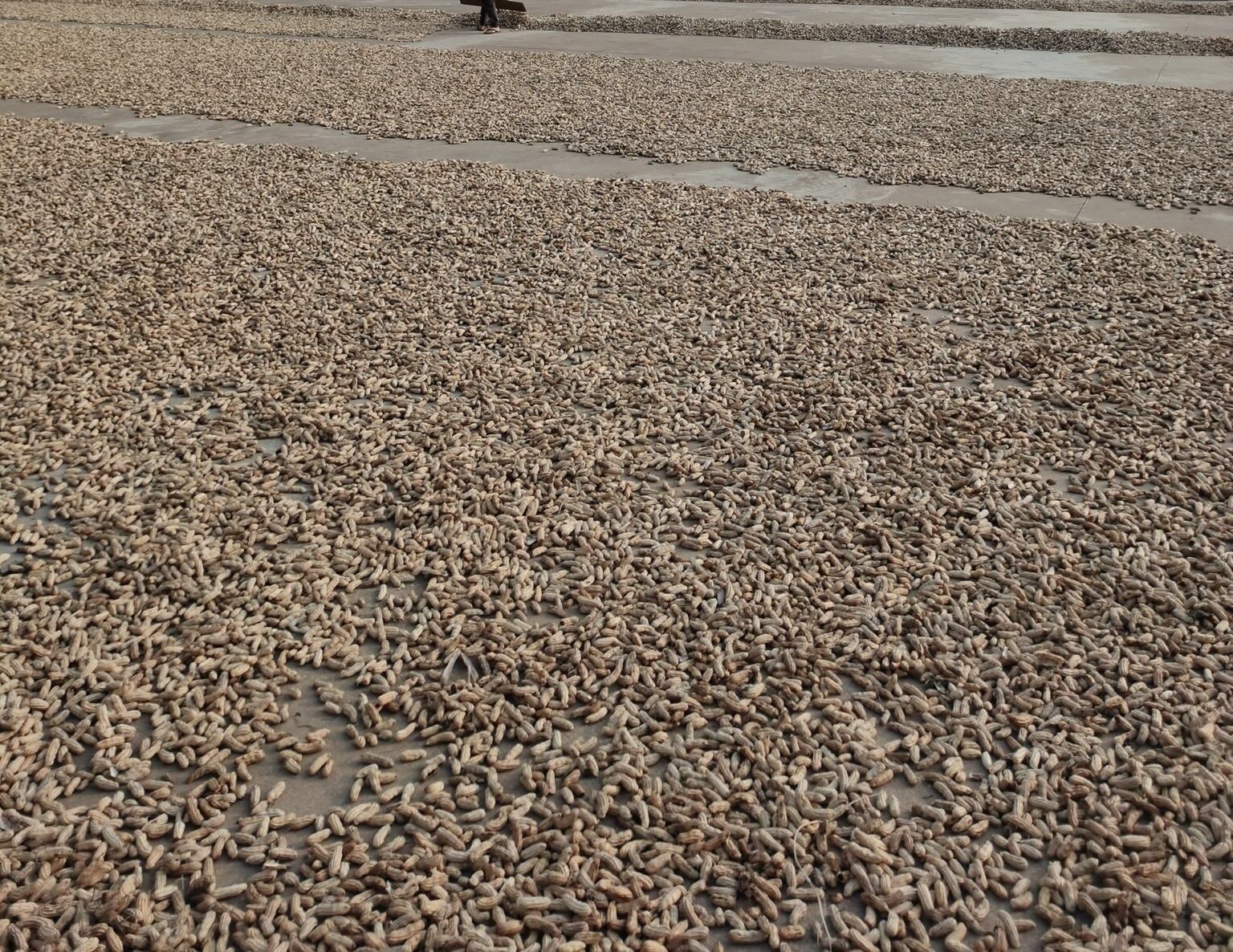 黑皮花生采收现场