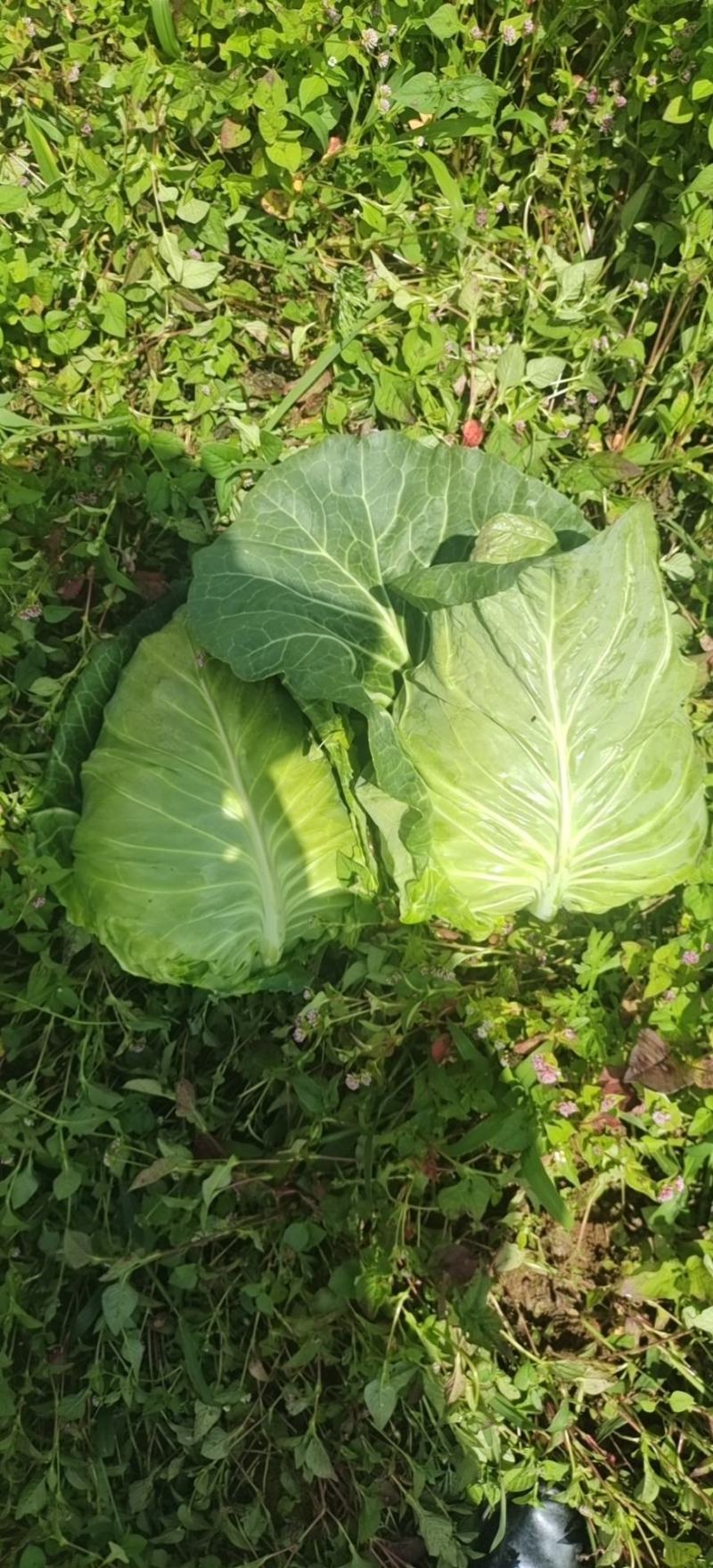 高山牛心菜