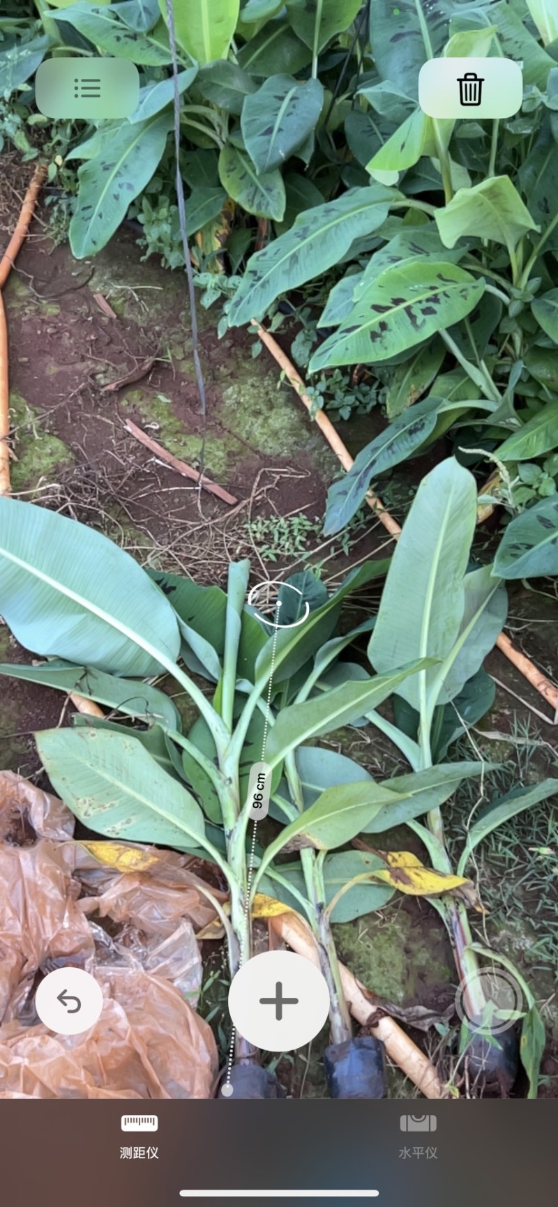 香蕉苗