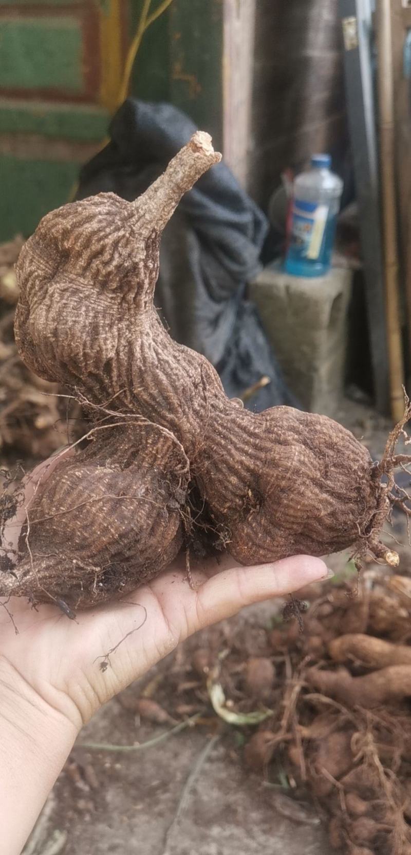 树萝卜盆景云南怒江产地，杜鹃花科，观赏植物，野生大量供货