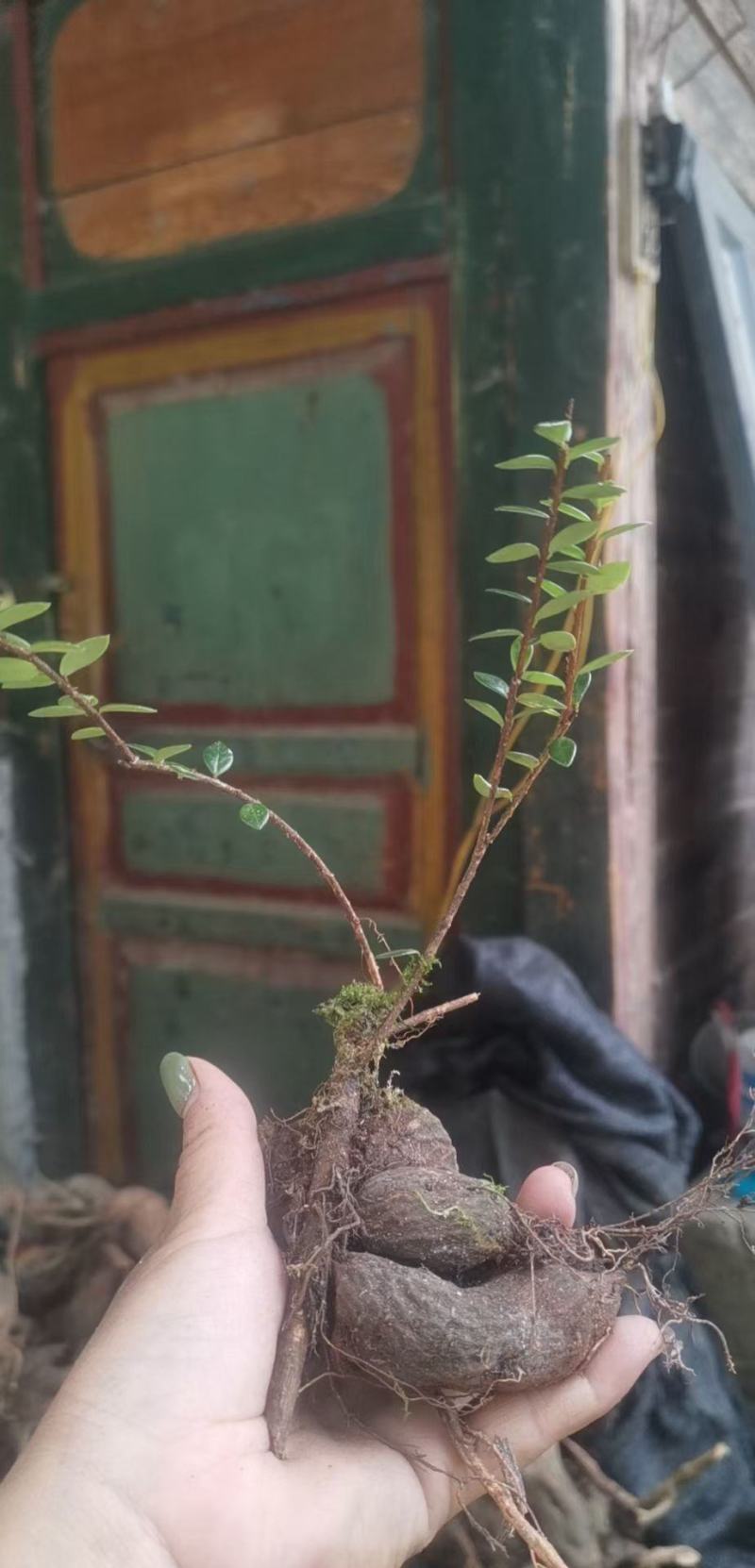 树萝卜盆景云南怒江产地，杜鹃花科，观赏植物，野生大量供货
