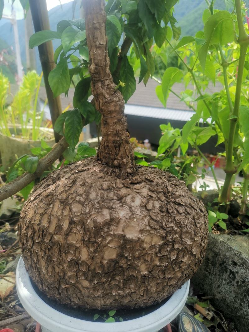 树萝卜盆景云南怒江产地，杜鹃花科，观赏植物，野生大量供货