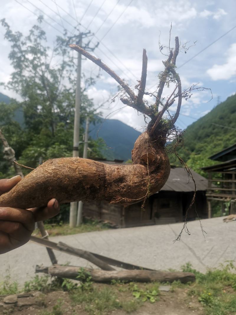 树萝卜盆景云南怒江产地，杜鹃花科，观赏植物，野生大量供货
