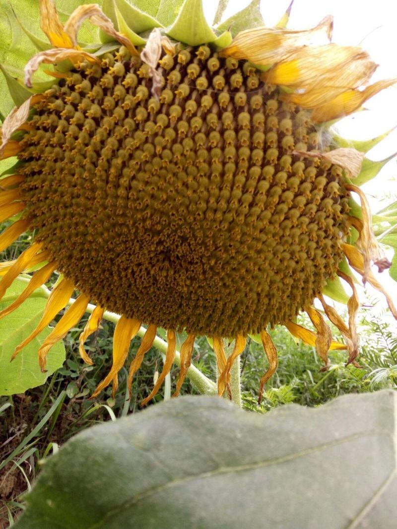 超级矮大头7676油葵种子三系杂交榨油葵花瓜种籽出油率高