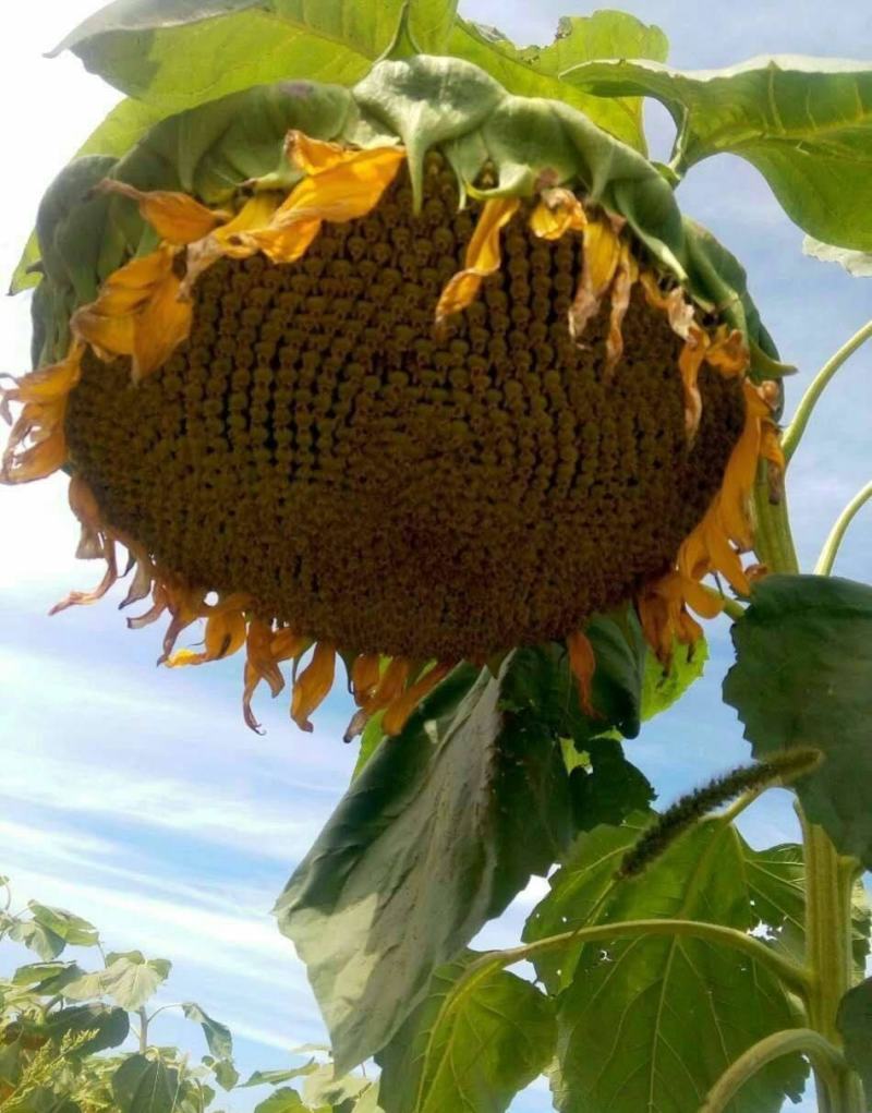 超级矮大头7676油葵种子三系杂交榨油葵花瓜种籽出油率高